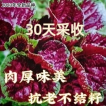 红苋菜种子圆叶速生蔬菜种子春季阳台庭院盆栽红圆苋菜种子