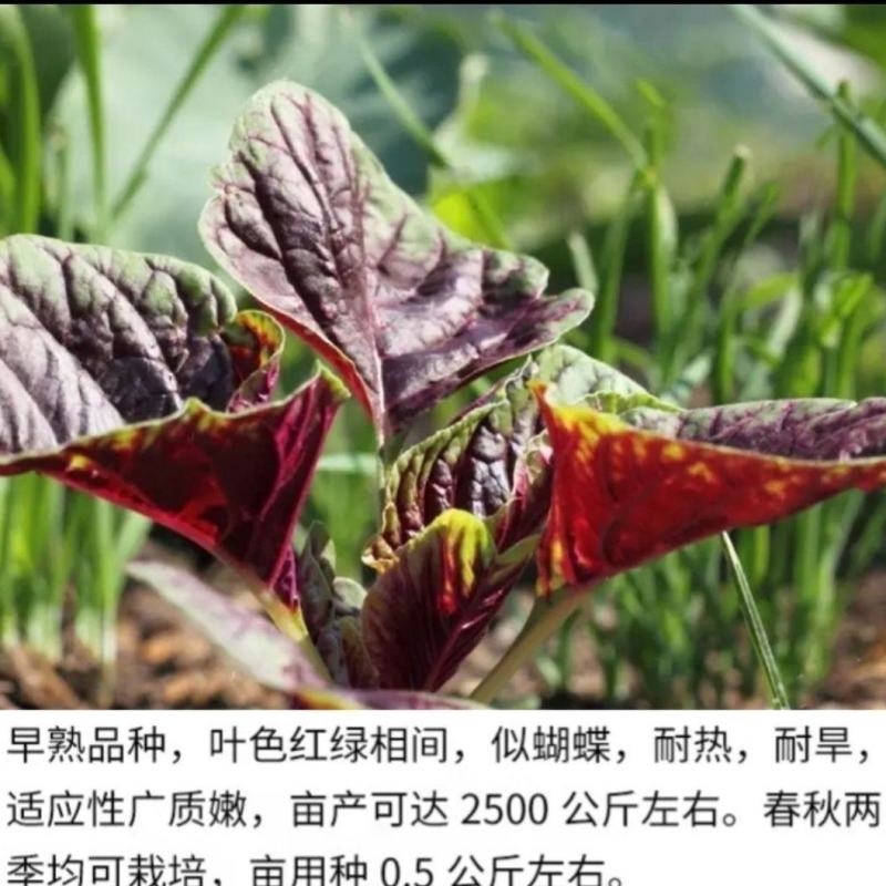 红苋菜种子圆叶速生蔬菜种子春季阳台庭院盆栽红圆苋菜种子