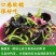 红苋菜种子圆叶速生蔬菜种子春季阳台庭院盆栽红圆苋菜种子