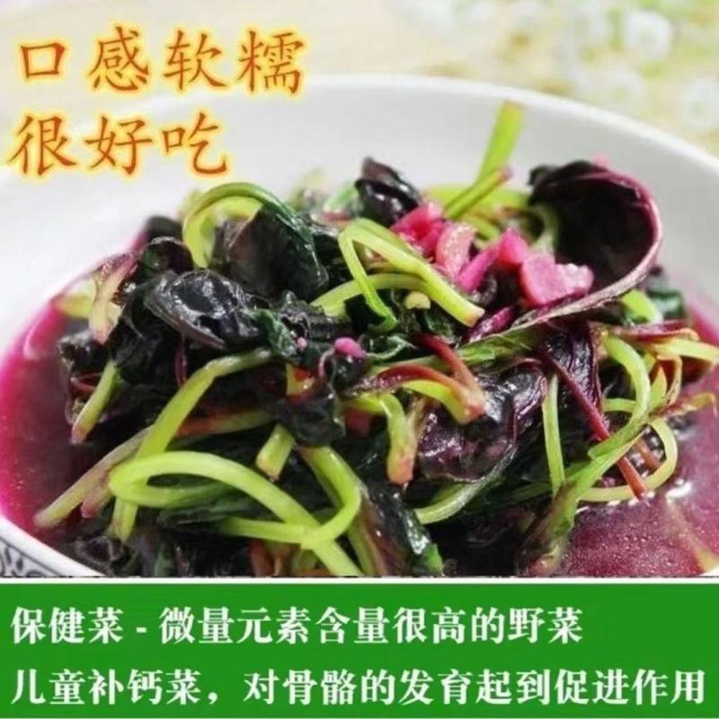 红苋菜种子圆叶速生蔬菜种子春季阳台庭院盆栽红圆苋菜种子