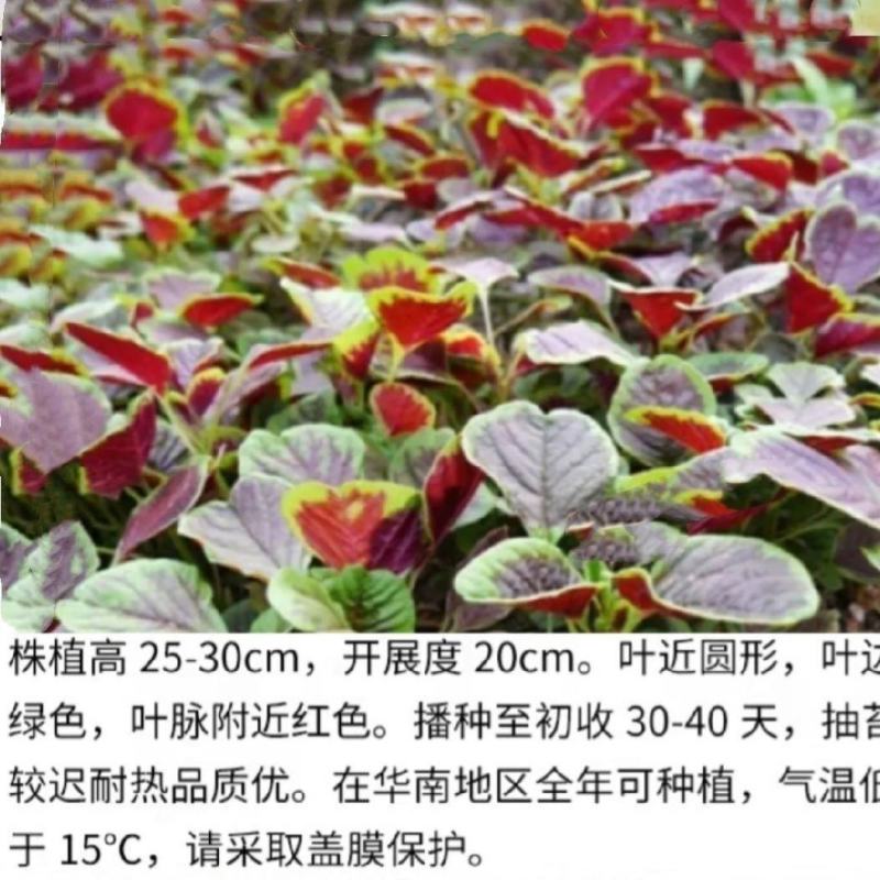 红苋菜种子圆叶速生蔬菜种子春季阳台庭院盆栽红圆苋菜种子