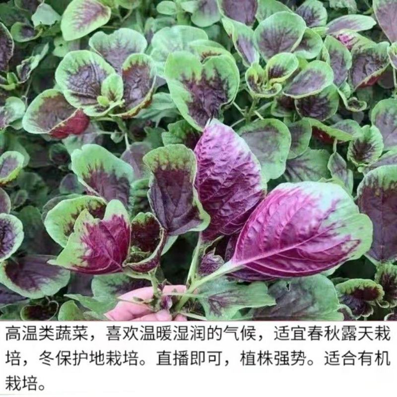 红苋菜种子圆叶速生蔬菜种子春季阳台庭院盆栽红圆苋菜种子