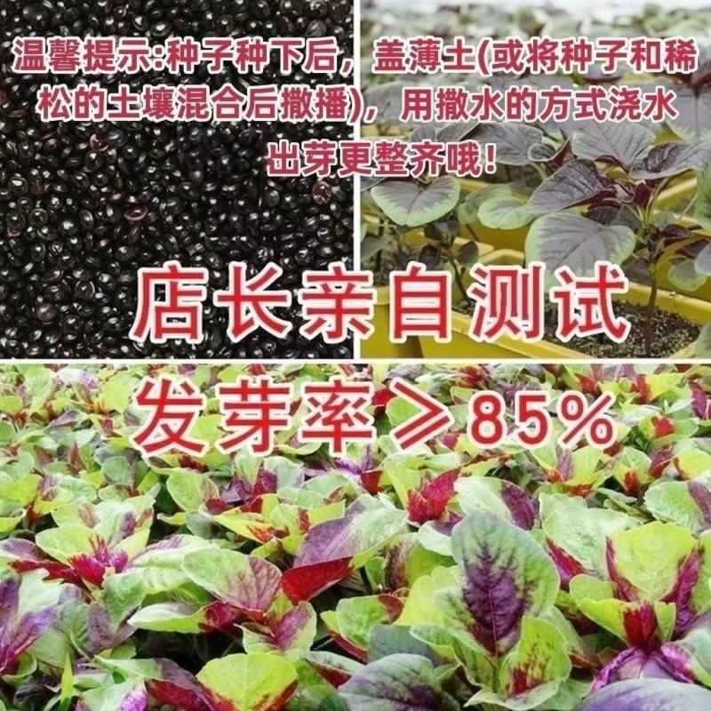 红苋菜种子圆叶速生蔬菜种子春季阳台庭院盆栽红圆苋菜种子