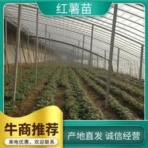 【精品】红薯苗脱毒红薯苗抗病高产包成活免费提供种植技术