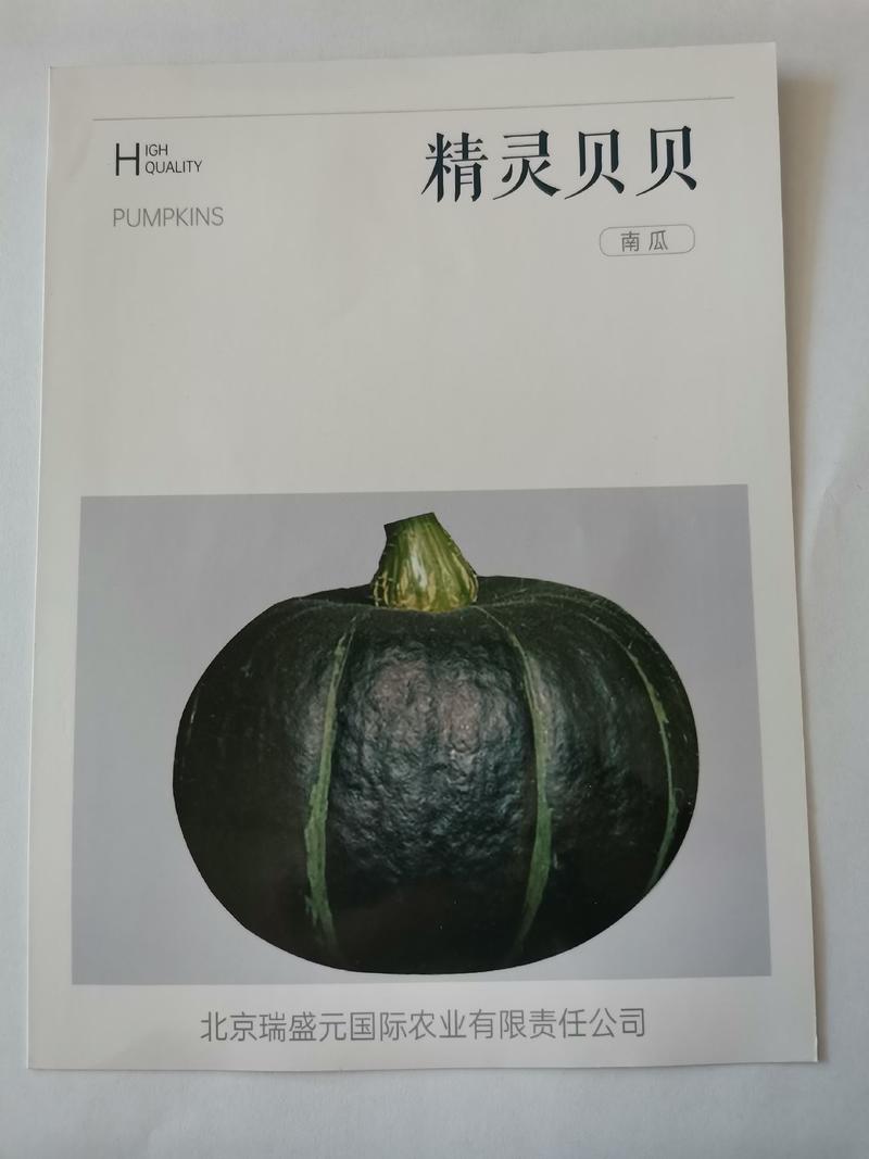 日本贝贝南瓜种子精灵贝贝4号软糯香甜小南瓜种子