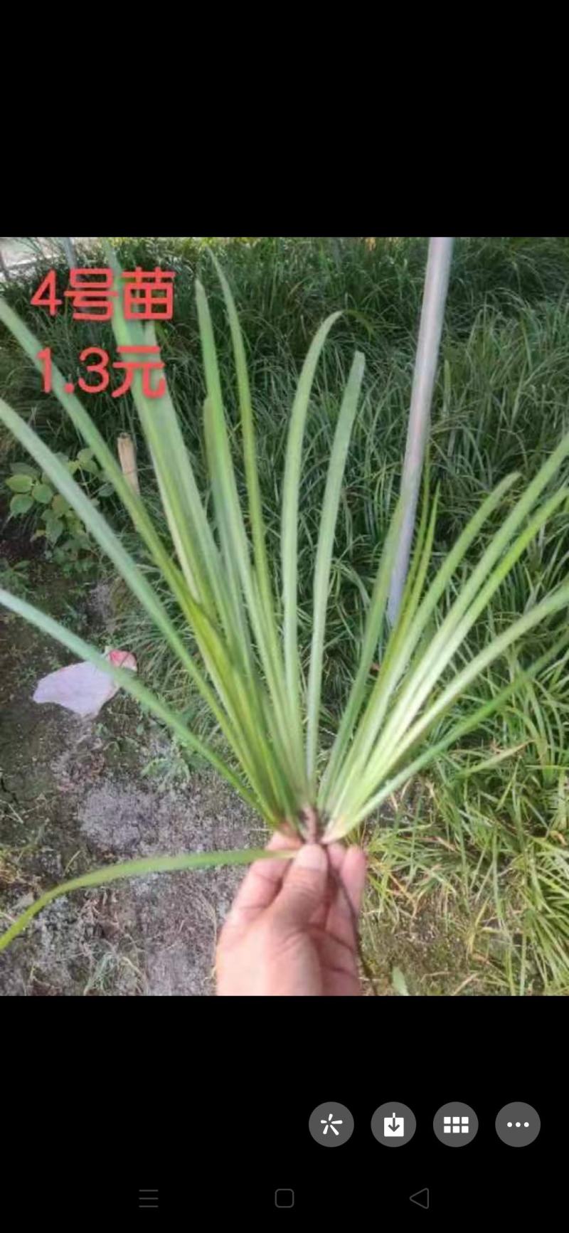 大量出售石菖蒲苗