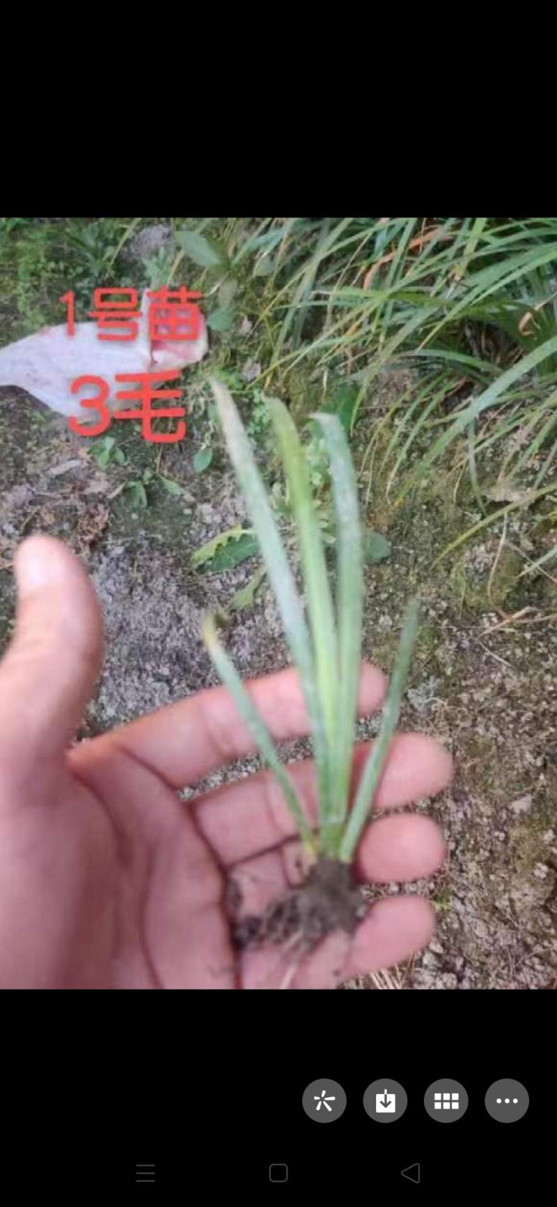 大量出售石菖蒲苗