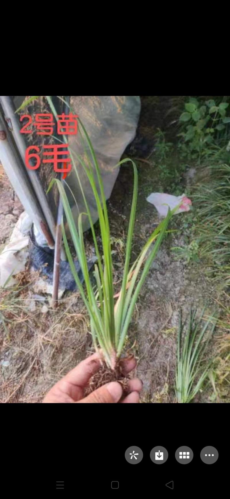 大量出售石菖蒲苗
