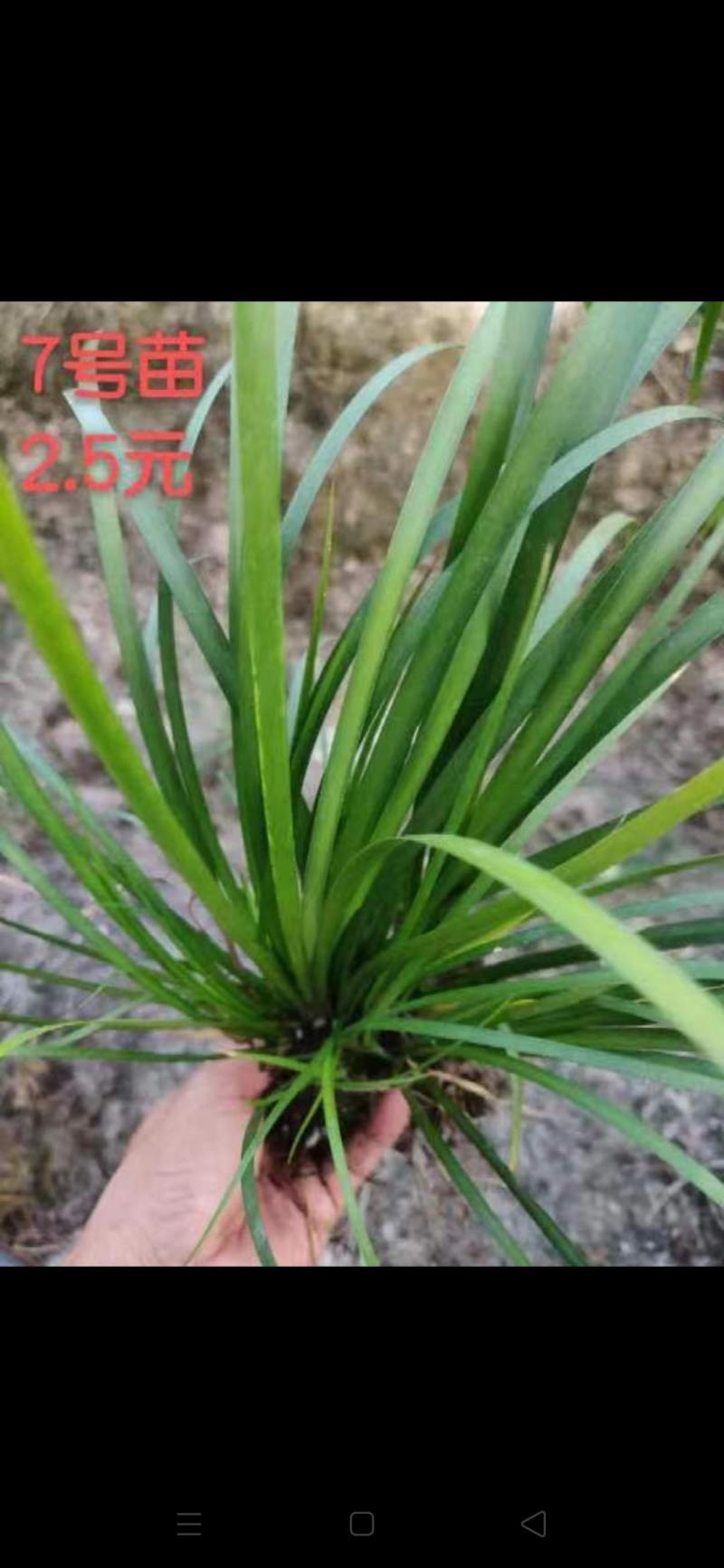 大量出售石菖蒲苗