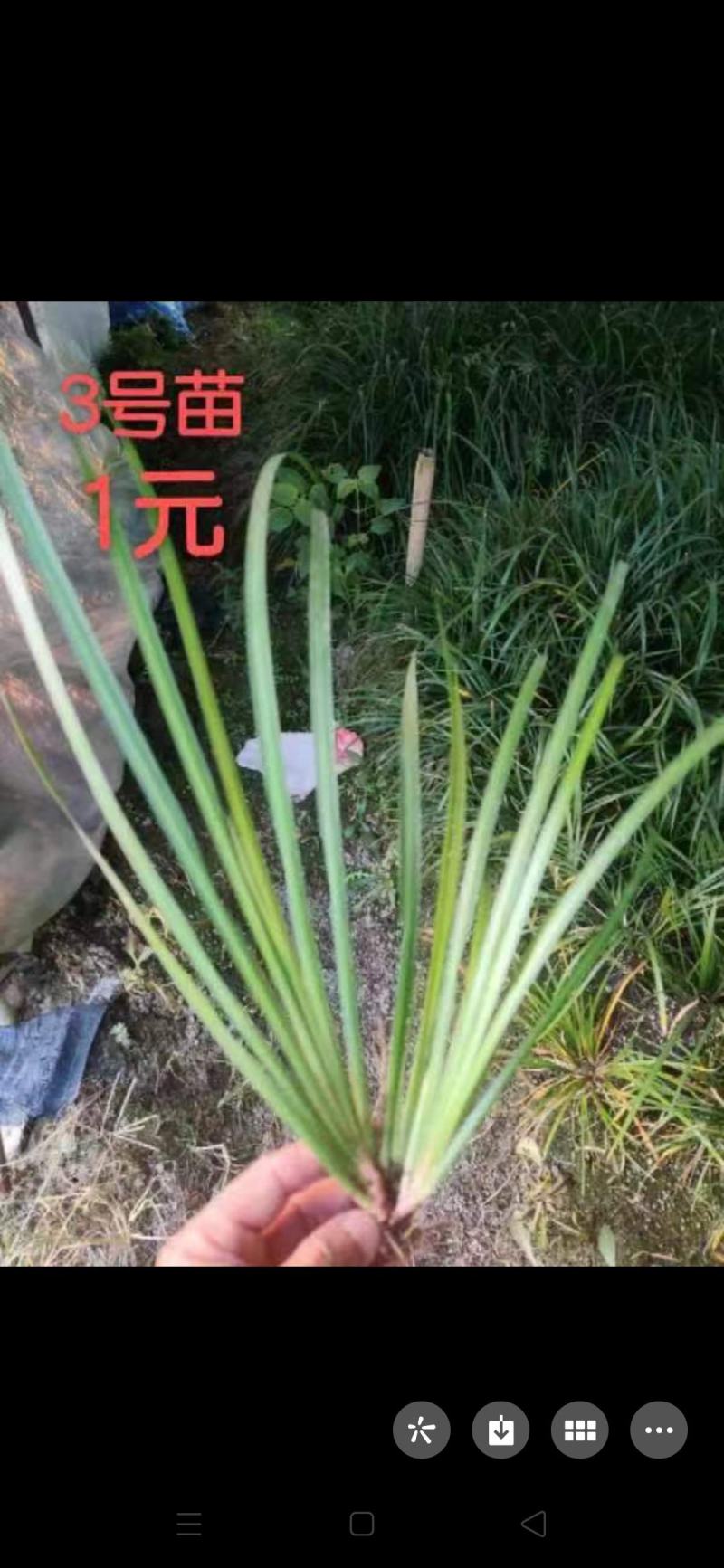 大量出售石菖蒲苗