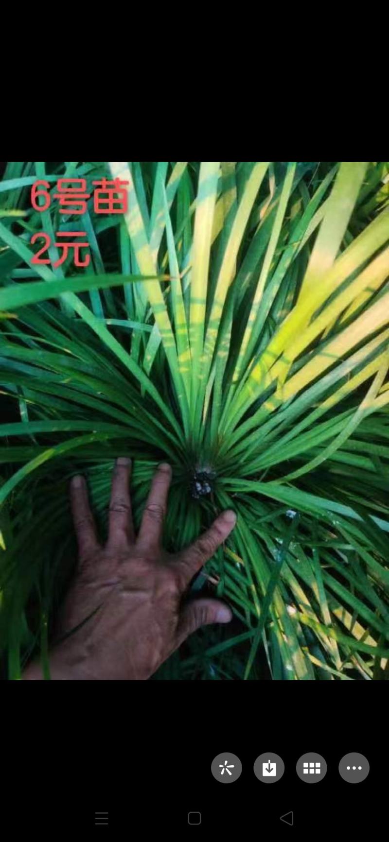 大量出售石菖蒲苗