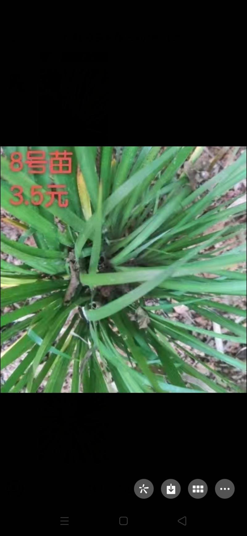 大量出售石菖蒲苗