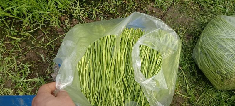 泗阳基地芦蒿自产，自销，（可代收）欢迎采购！