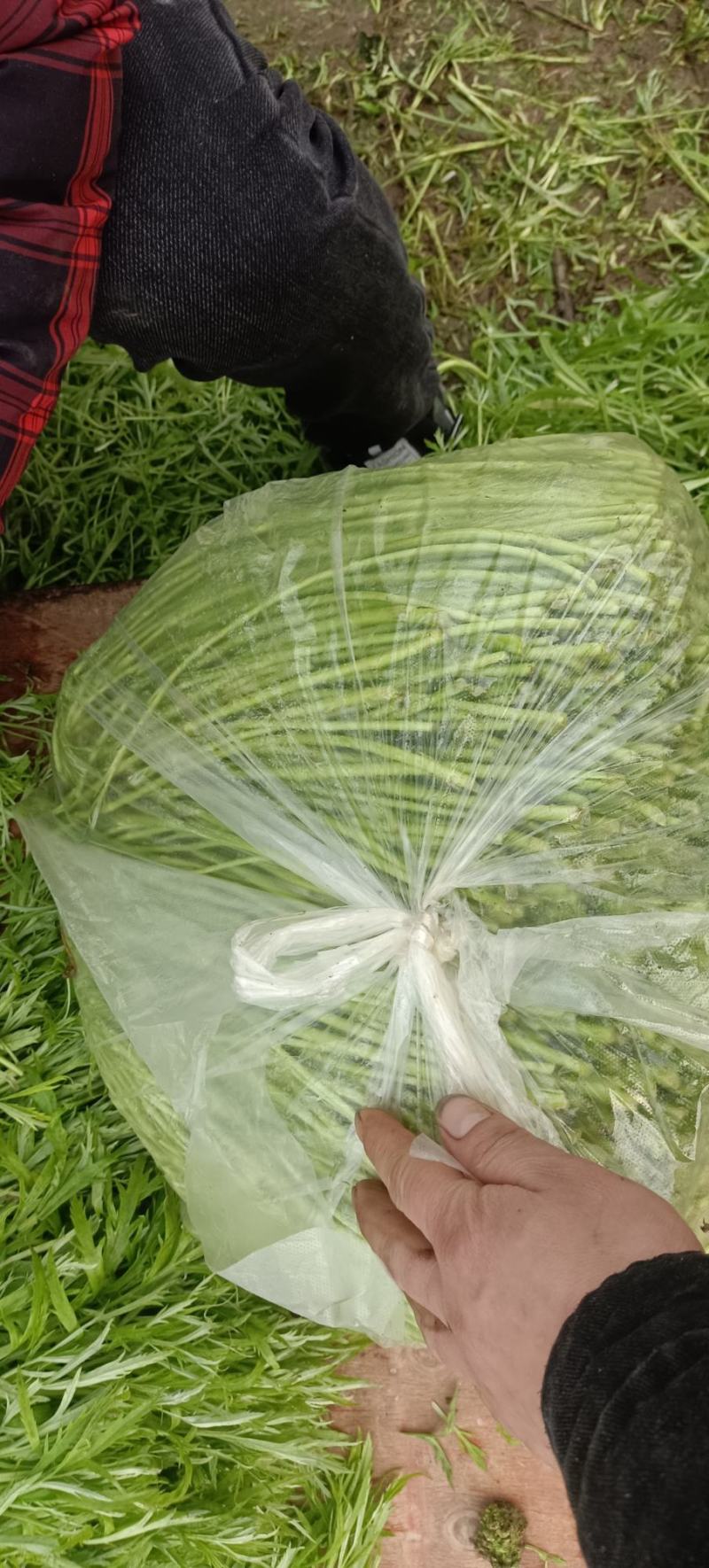 泗阳基地芦蒿自产，自销，（可代收）欢迎采购！