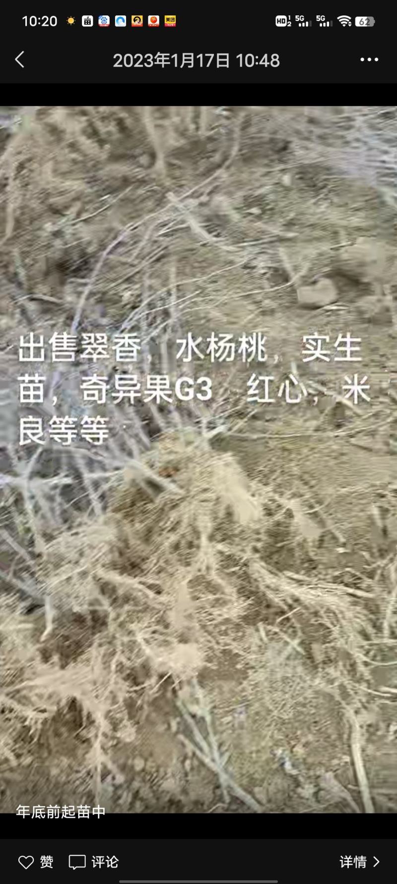水杨桃苗，阳光金果枝条