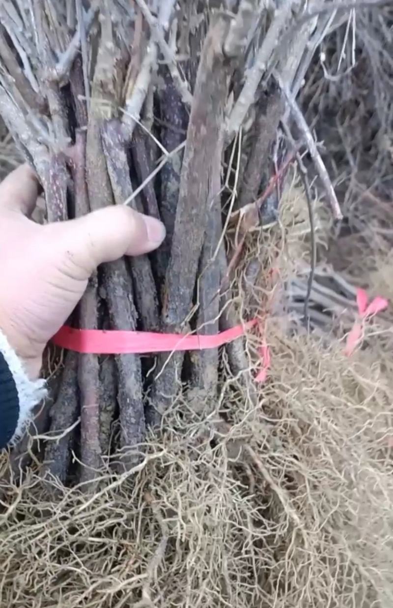 水杨桃苗，阳光金果枝条