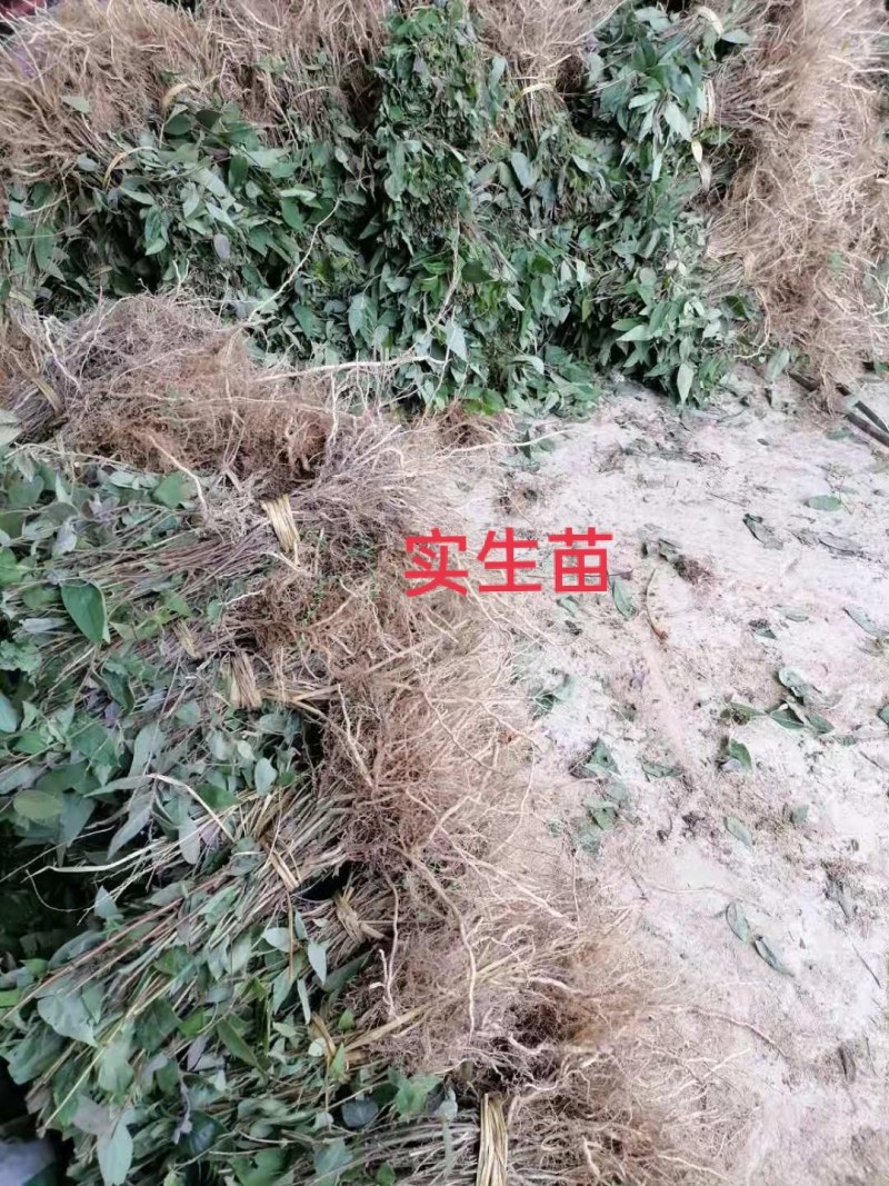有需要湘蕾金银花苗的老板们可以联系我哟！！！！！