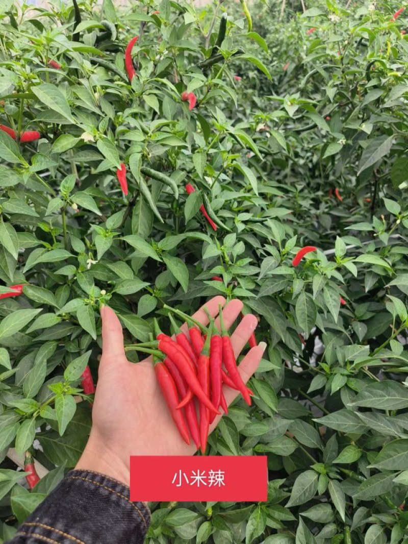 小米椒市场货烘干货