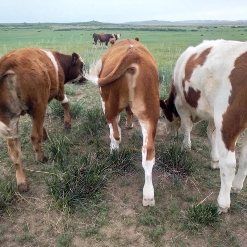 西门塔尔牛犊内蒙牧区牛犊草原直达品质保证手续齐全