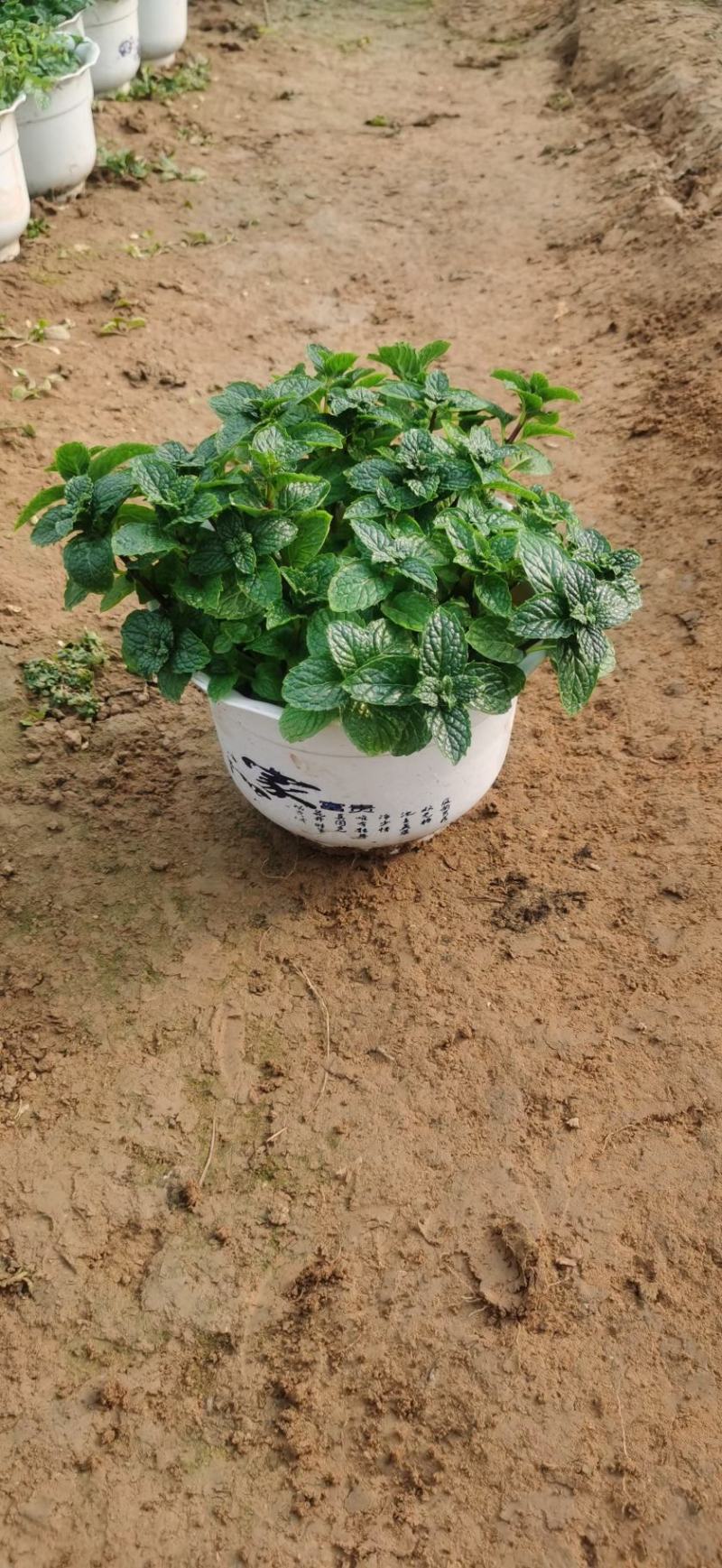 大盆薄荷