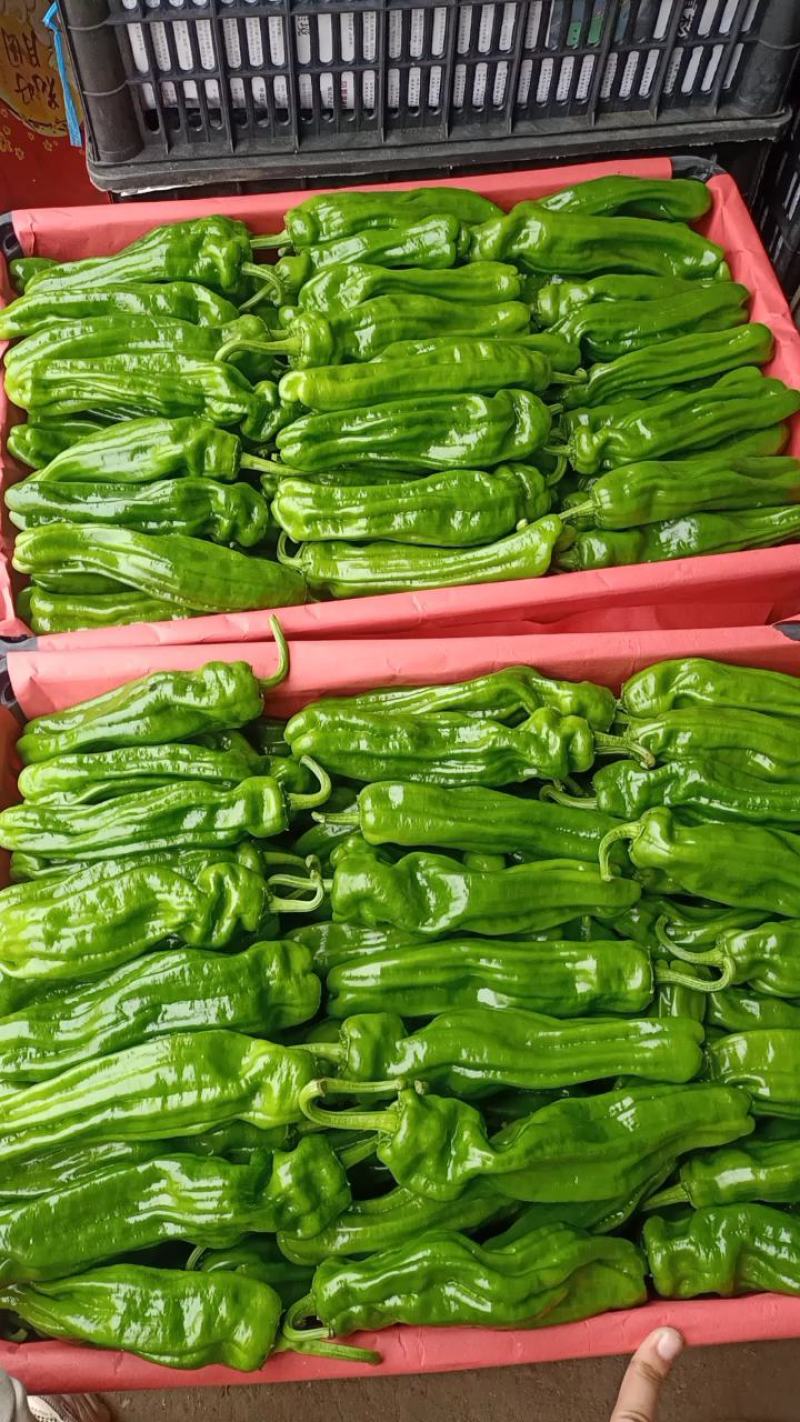 山东鲜辣椒薄皮椒，芜湖椒，对接电商市场超市，货源充足