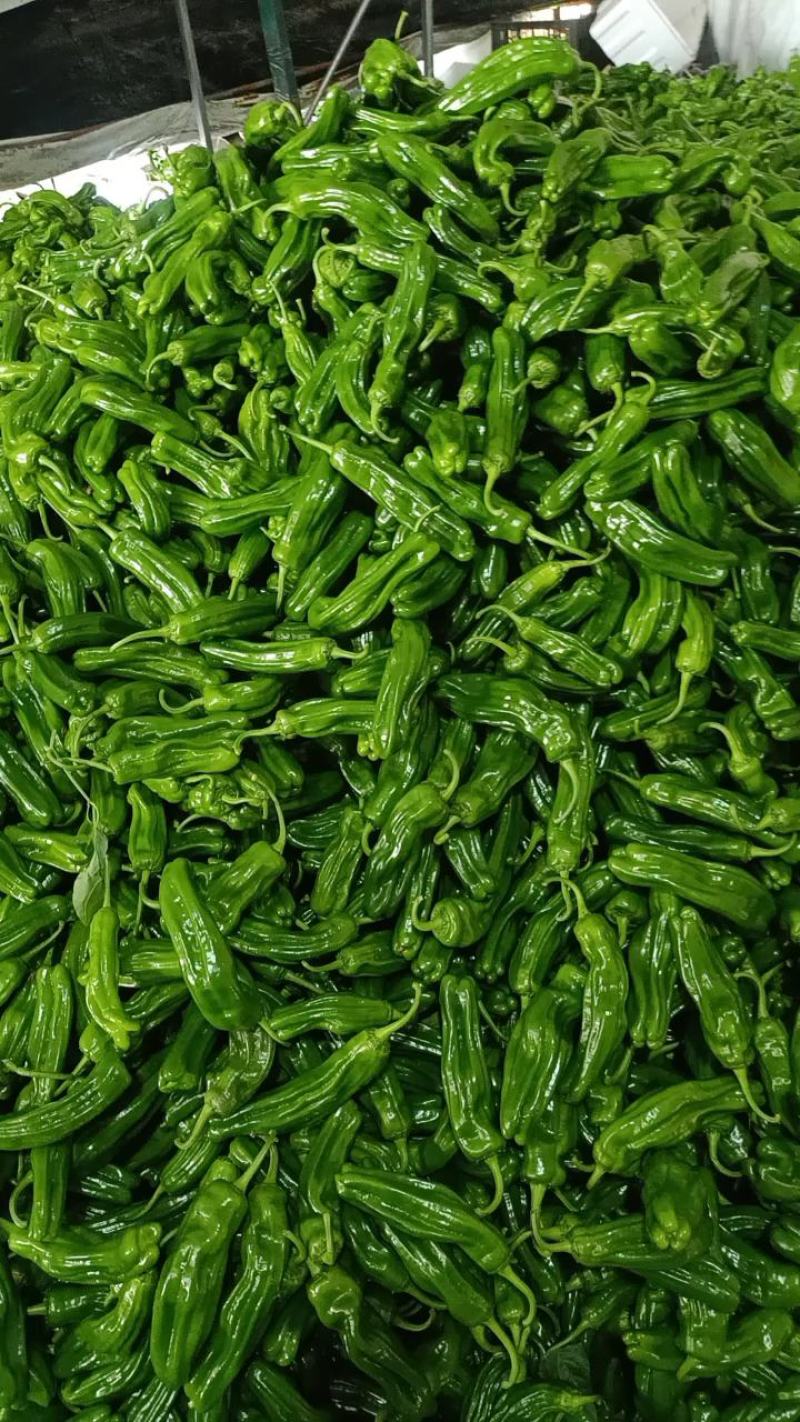 山东鲜辣椒薄皮椒，芜湖椒，对接电商市场超市，货源充足