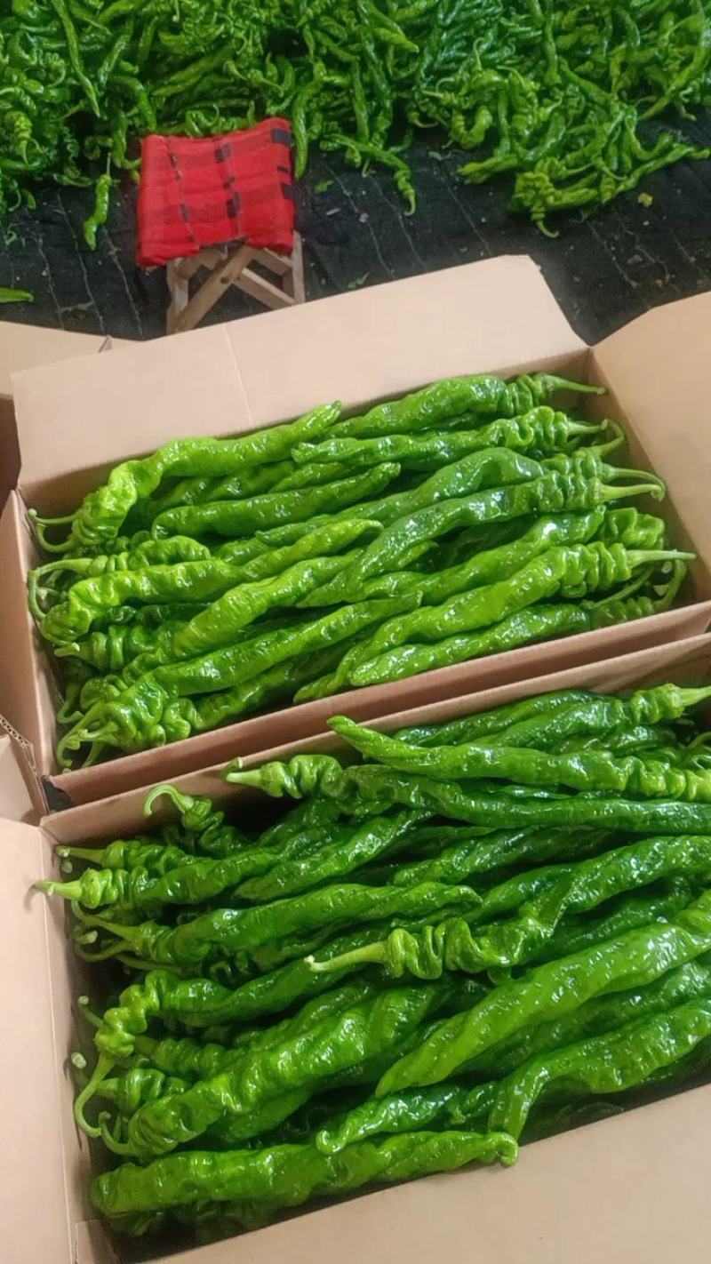 山东鲜辣椒薄皮椒，芜湖椒，对接电商市场超市，货源充足
