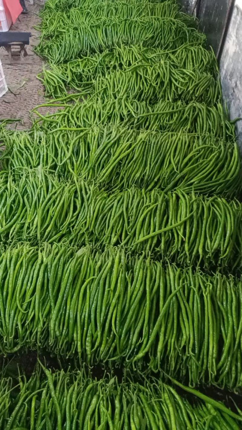 山东鲜辣椒薄皮椒，芜湖椒，对接电商市场超市，货源充足