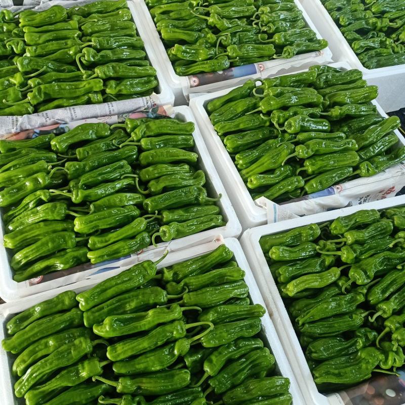 山东鲜辣椒薄皮椒，芜湖椒，对接电商市场超市，货源充足