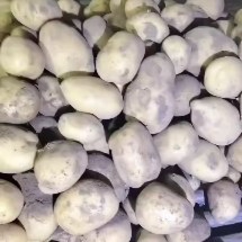 种暑