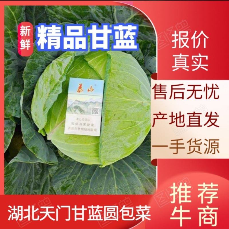 【推荐】湖北天门精品甘蓝圆包菜产地直发一手货源