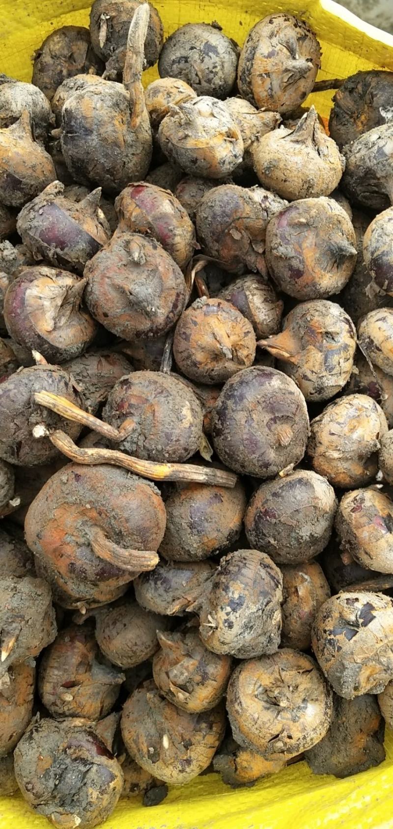 广西荔\蒲马蹄火热上市一件代发，货源充足，品质保证。