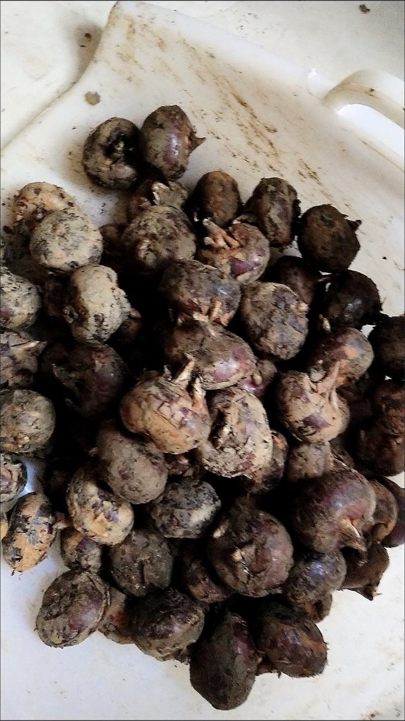 广西荔\蒲马蹄火热上市一件代发，货源充足，品质保证。