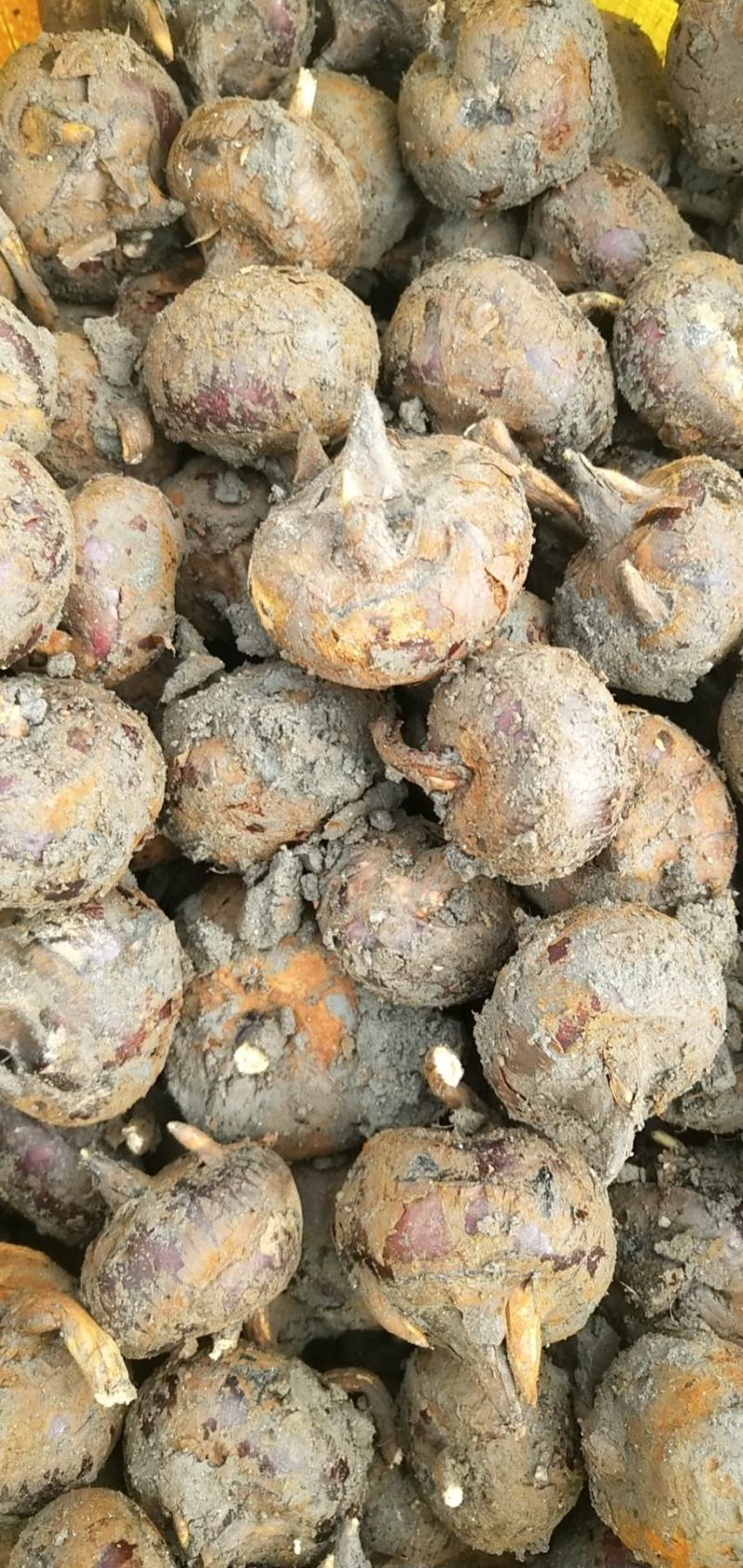 广西荔\蒲马蹄火热上市一件代发，货源充足，品质保证。