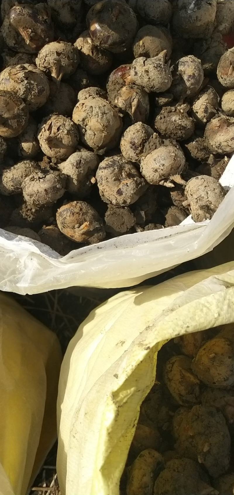 广西荔\蒲马蹄火热上市一件代发，货源充足，品质保证。