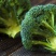 咸碱地大棚种植西蓝花西兰花青梗菜绿花菜大量
