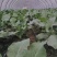 咸碱地大棚种植西蓝花西兰花青梗菜绿花菜大量