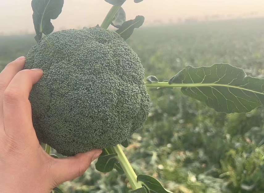 新鲜西兰花选购对比图