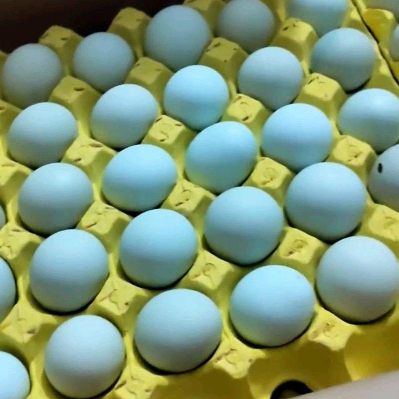精品绿壳鸡蛋绿壳乌鸡蛋原场直发量大价更优