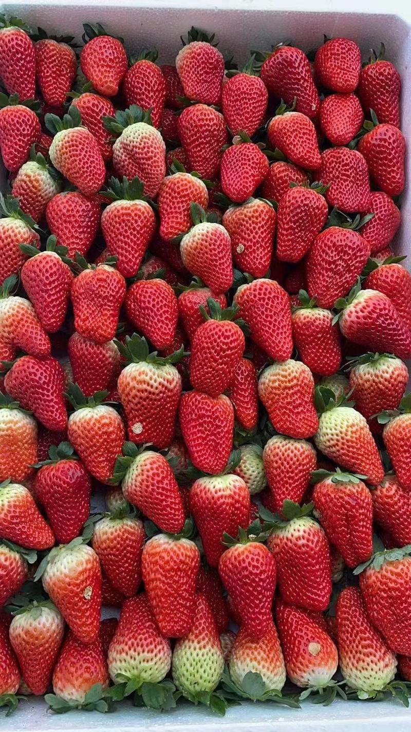 山东省沂南县大棚久香联盟甜查理草莓，产地直发货源充足！