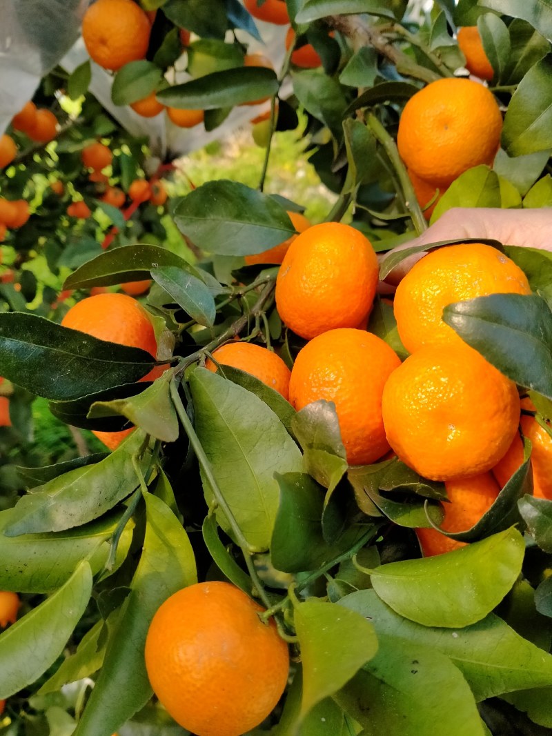 桂林市临桂区两江镇砂糖橘
