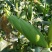 西双版纳精品水果玉米，花超、太阳花，需要的老板联系