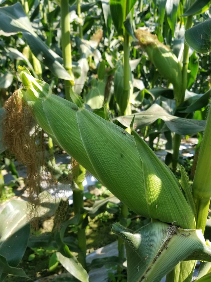 西双版纳精品水果玉米，花超、太阳花，需要的老板联系