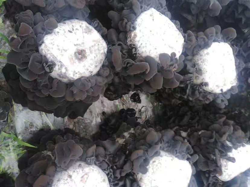 秋木耳营养成分表