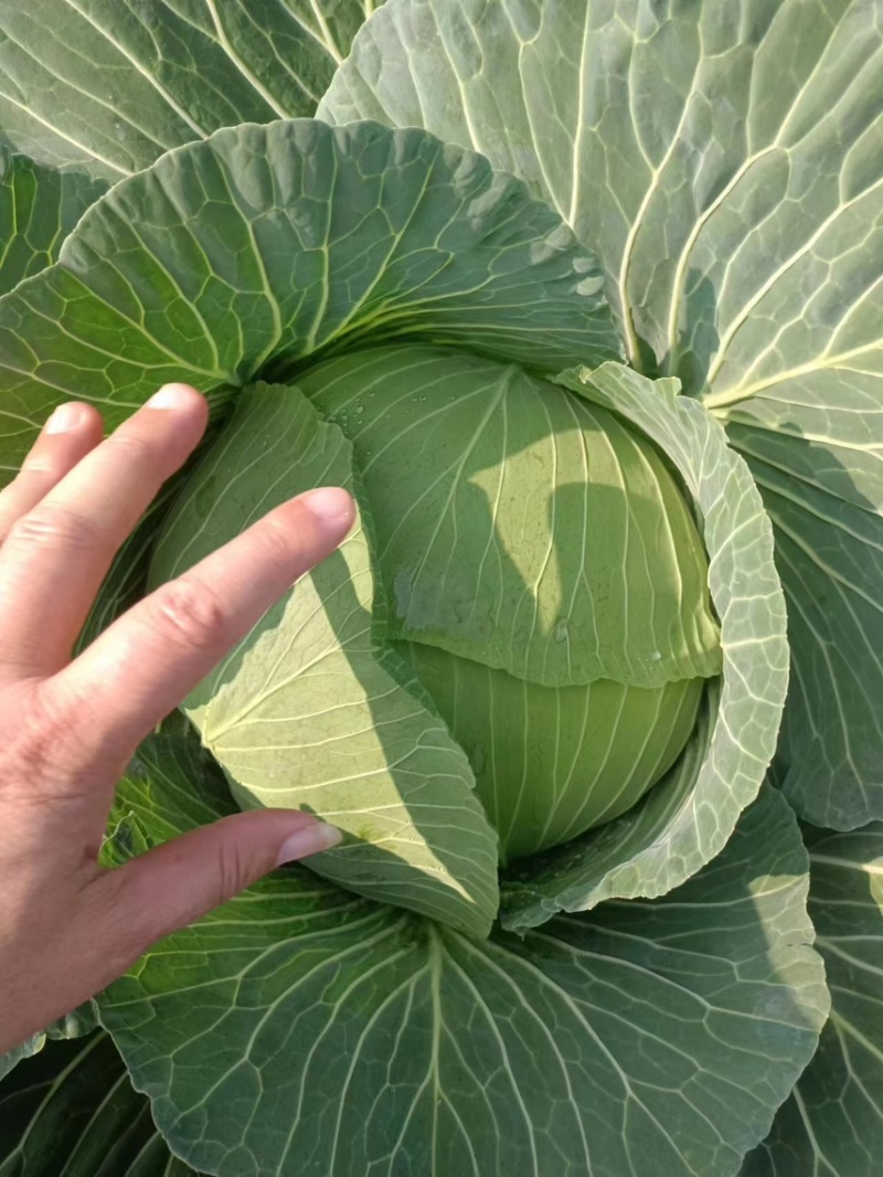 甘蓝