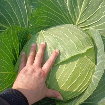 甘蓝
