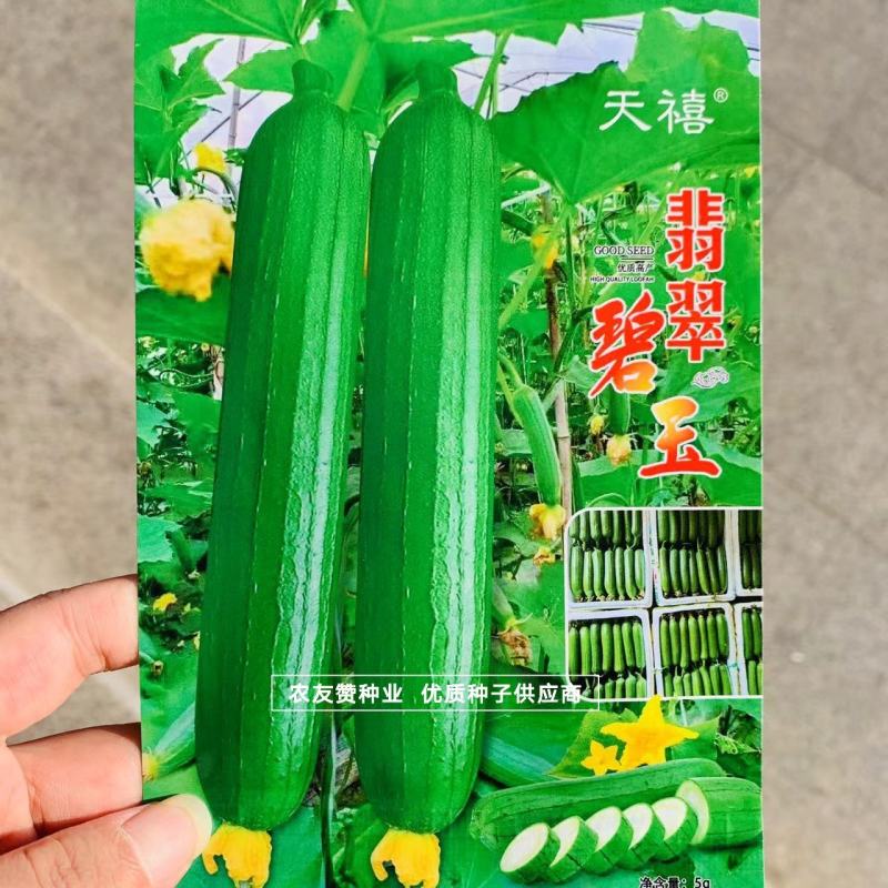 短棒油亮香丝瓜种子白籽丝瓜种子翡翠碧玉丝瓜种子抗病早熟