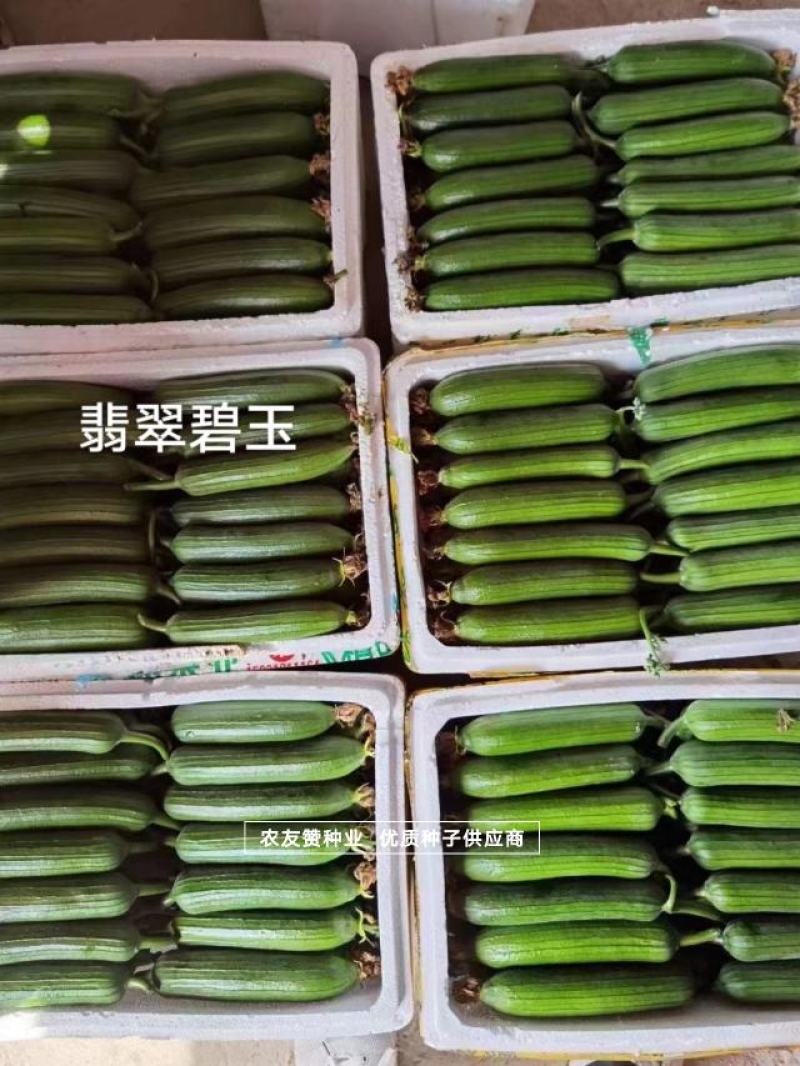 短棒油亮香丝瓜种子白籽丝瓜种子翡翠碧玉丝瓜种子抗病早熟