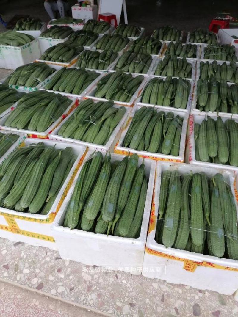 正源金冠大肉花点丝瓜种子头尾匀称质优味甜，花点浅青