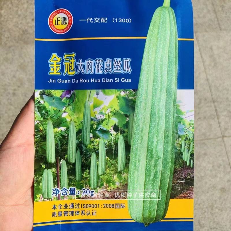 正源金冠大肉花点丝瓜种子头尾匀称质优味甜，花点浅青